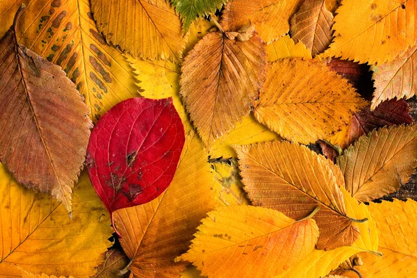 sonbahar yaprakları arka plan