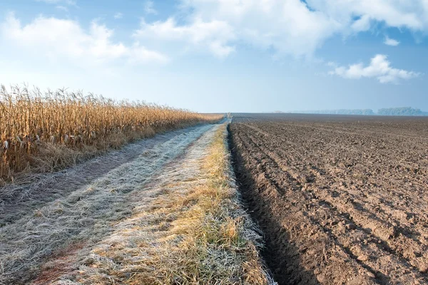 Jesień drogi pola kukurydzy — Zdjęcie stockowe