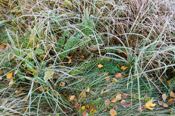 Sabah Frost çimenlerin üzerinde kırmızı yaprakları ile sonbahar arka plan — Stok fotoğraf