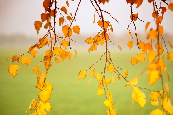 Abstrakter Herbst-Hintergrund — Stockfoto