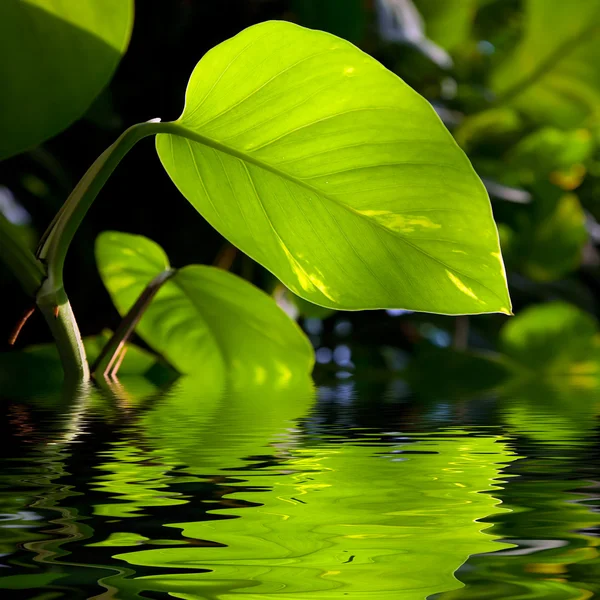 Feuille verte réfléchie dans l'eau — Photo