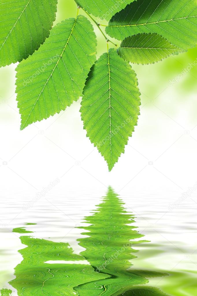 Green leaves reflected in water