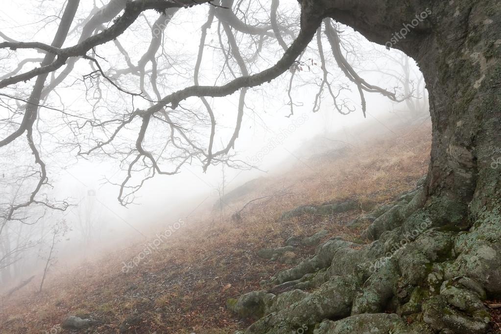 Autumn tree