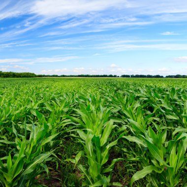 Yeşil mısır tarlası