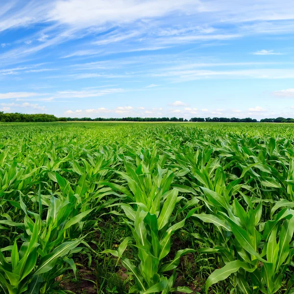 Yeşil mısır tarlası