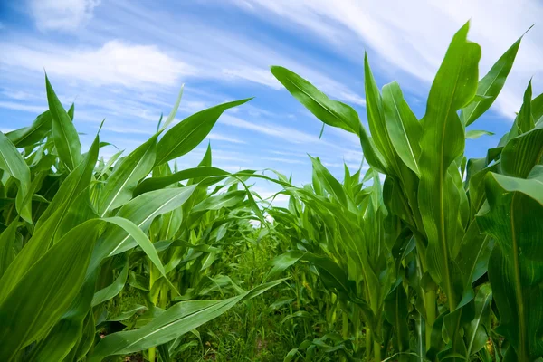 Campo di mais — Foto Stock