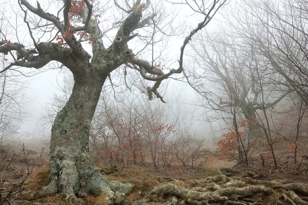 霧の中で魔法の森 — ストック写真