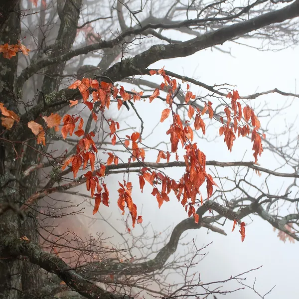 Podzimní strom větví v mlze — Stock fotografie