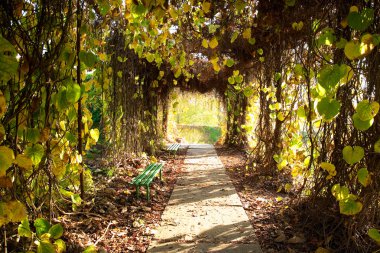 Autumn park alley