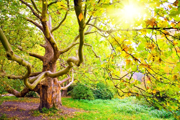 Höstens träd. Sycamore — Stockfoto