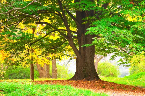 Herfst boom in park — Stockfoto