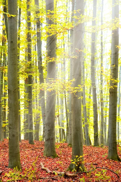 Foresta autunnale sotto il sole — Foto Stock