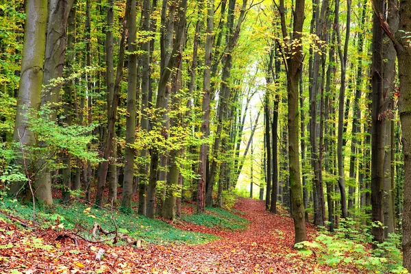 Herbstlicher Waldweg — Stockfoto