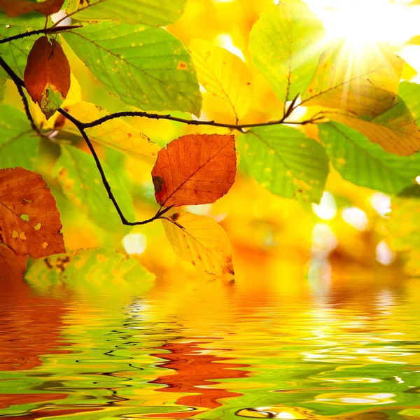 Herfst branch verlaat weerspiegeld in water — Stockfoto