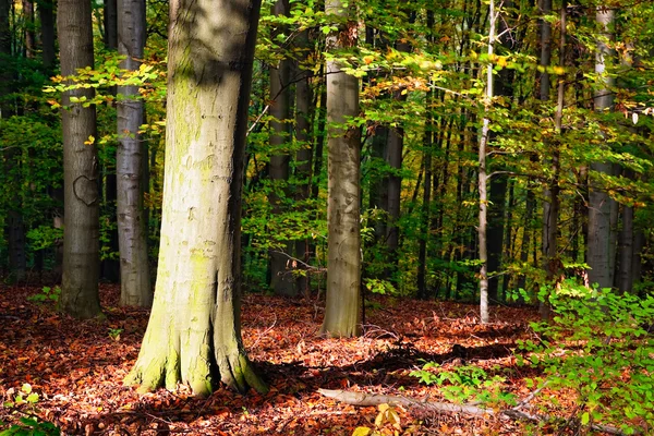 Kayın ağacı orman — Stok fotoğraf