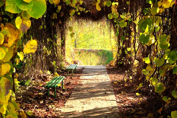 Callejón del parque de otoño — Foto de Stock