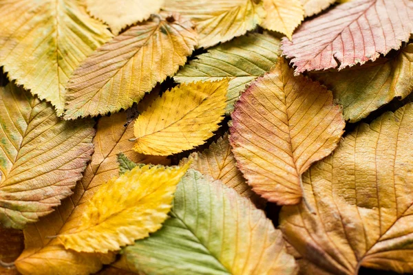 Herbstblätter — Stockfoto