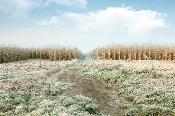 Campos de milho — Fotografia de Stock