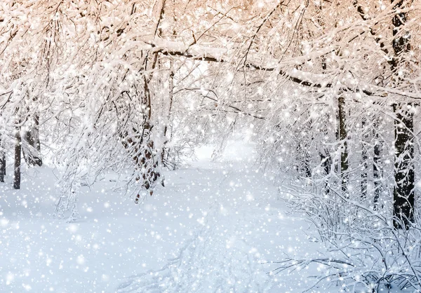 Cena de inverno — Fotografia de Stock