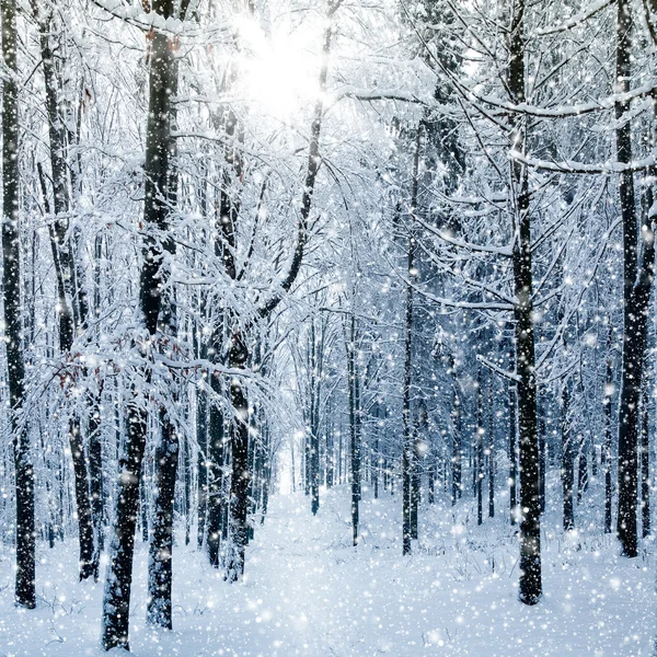 Winterbos Stockfoto