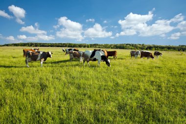 Cows grazing in green meadow clipart