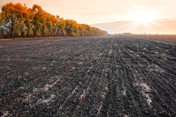 Agriculture field — Stock Photo, Image