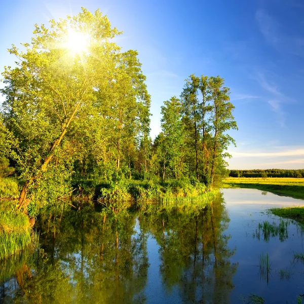 Lago del bosque — Foto de Stock