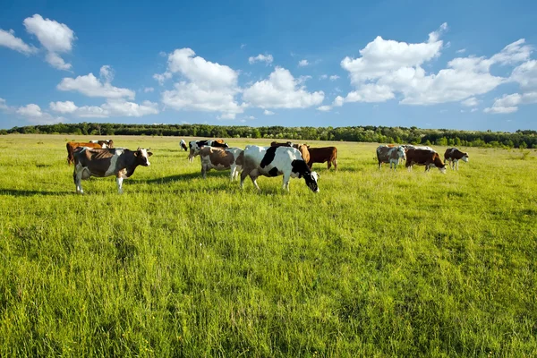 Vacas pastando en prado verde Imagen de stock