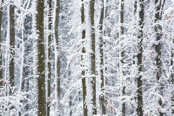 Árvores na neve — Fotografia de Stock