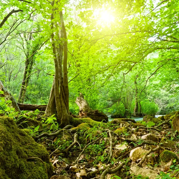 Orman sahnesi — Stok fotoğraf