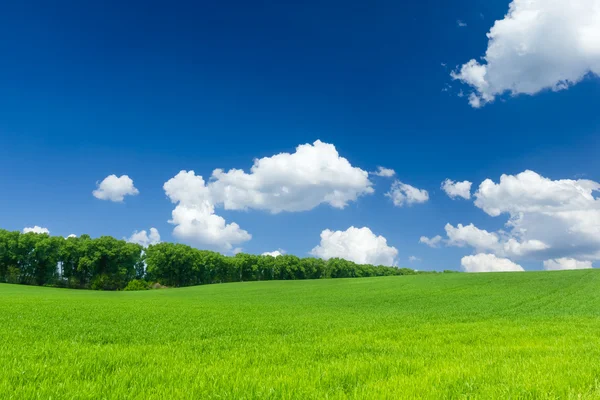 Grönt fält — Stockfoto