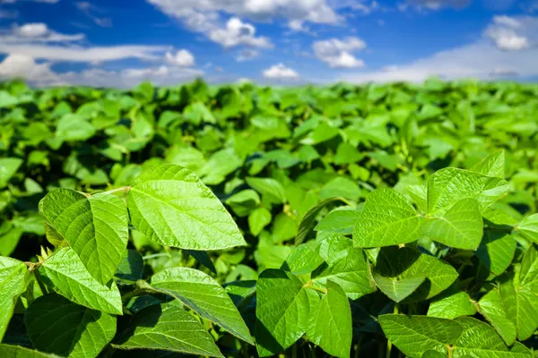 Campo de soja — Fotografia de Stock