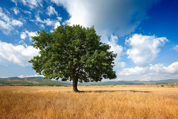 Strom na poli — Stock fotografie