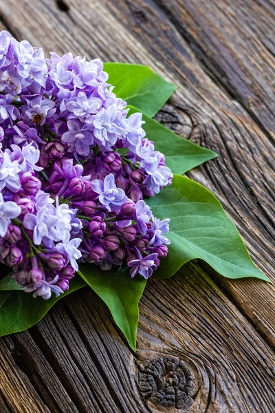 Lila bloemen — Stockfoto