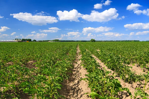 Aardappelveld — Stockfoto