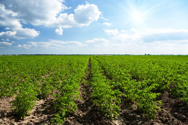 Campo de batata — Fotografia de Stock