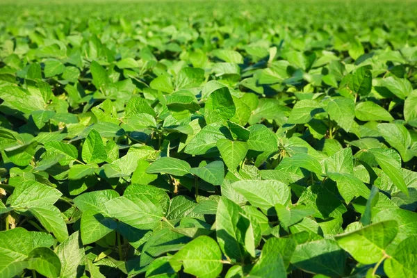 Soya tarlası — Stok fotoğraf