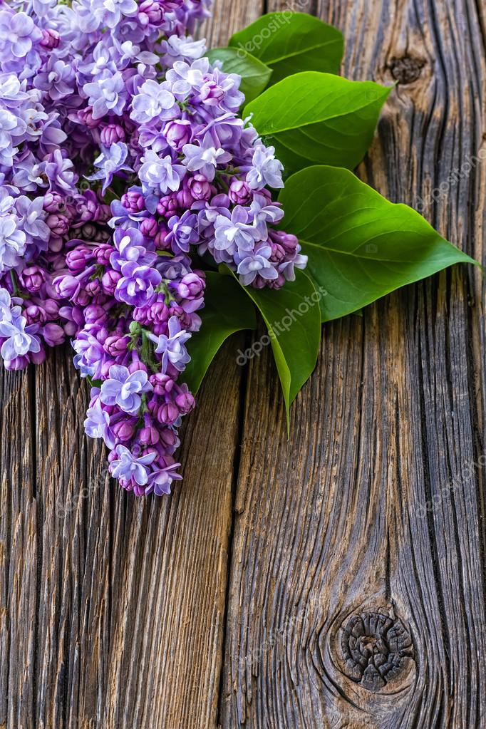Lilac flowers — Stock Photo © ivan_dzyuba 46496397