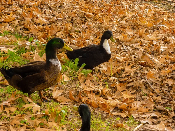 Enten beim Herbstlaub — Stockfoto