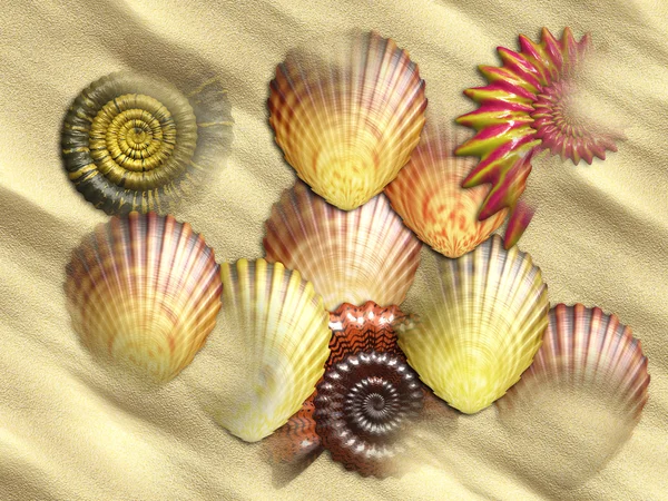 Sea Shells at beach — Stock Photo, Image