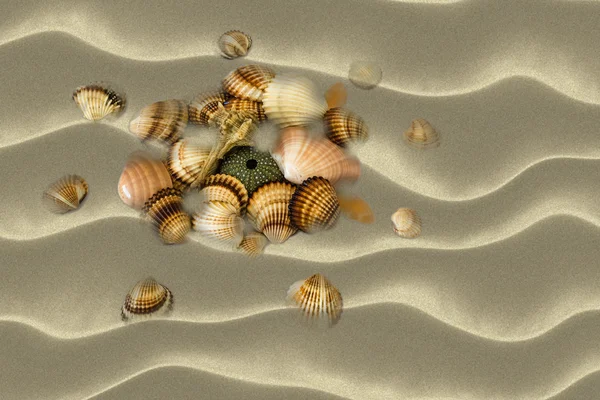 Zeeschelpen op het strand — Stockfoto