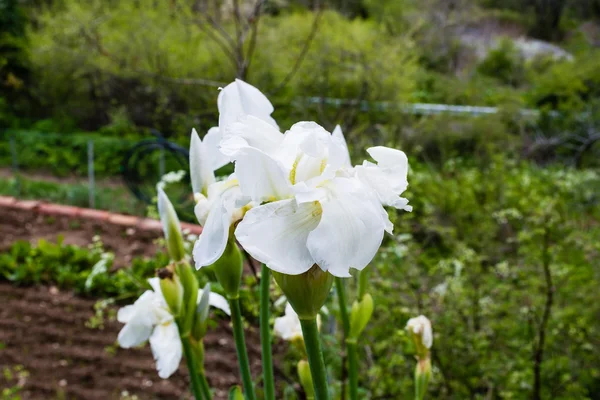 Flor de lirio blanco —  Fotos de Stock