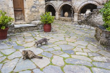 manastırın içinde cats
