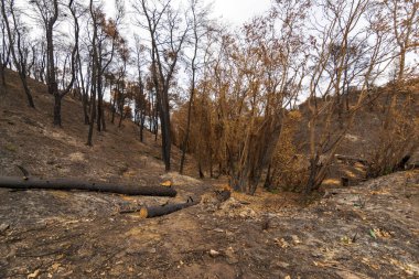 Ağustos 2021 'de Parnitha Dağı ve Varympompi ve Tatoi bölgelerindeki orman yangınları sonrasında Yunanistan' ın Attica kentinde yakıldı. Meşe ormanı tamamen yandı..