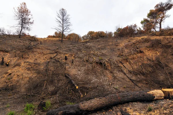 Verbrannte Wälder Attika Griechenland Nach Den Buschbränden Parnitha Berg Und — Stockfoto