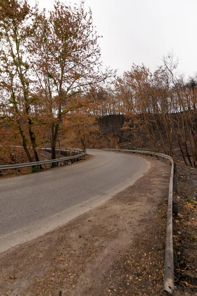 Burned forest in Attica, Greece, after the bushfires at Parnitha Mount and the districts of Varympompi and Tatoi, in early August 2021. The oak forest has been completely burnt.