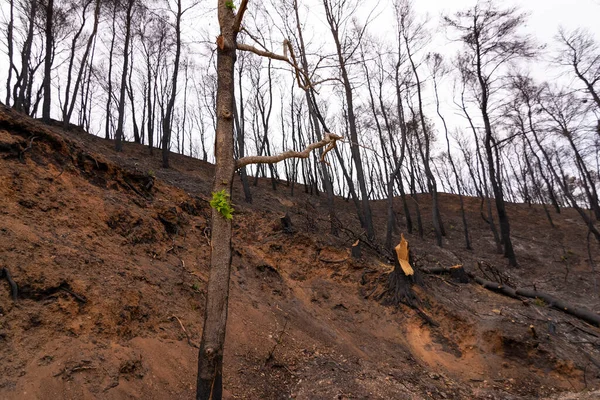 그리스의 아티카에서는 2021 파르니 지방에서 불타는 줄기에 식물들 산불을 일으켰다 — 스톡 사진