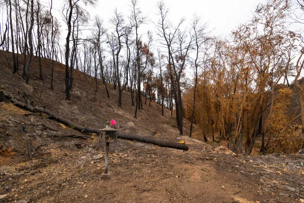 Rote Blume Auf Der Verbrannten Ikonostase Verbrannten Wald Attika Griechenland — Stockfoto