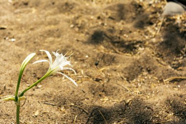 Yunanistan 'ın Kythira kentindeki Paleopoli plajında beyaz çiçek