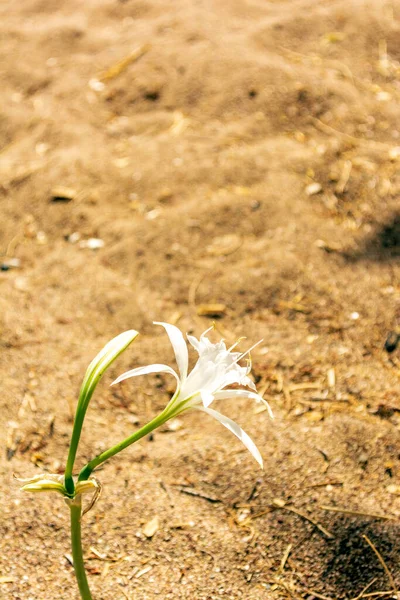 Flor Branca Praia Paleopoli Kythira Grécia — Fotografia de Stock